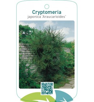 Cryptomeria japonica ‘Araucarioides’