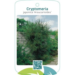 Cryptomeria japonica ‘Araucarioides’