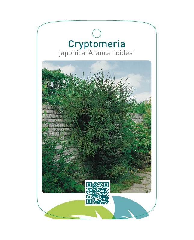 Cryptomeria japonica ‘Araucarioides’