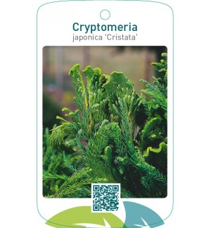 Cryptomeria japonica ‘Cristata’
