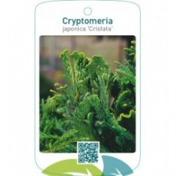 Cryptomeria japonica ‘Cristata’