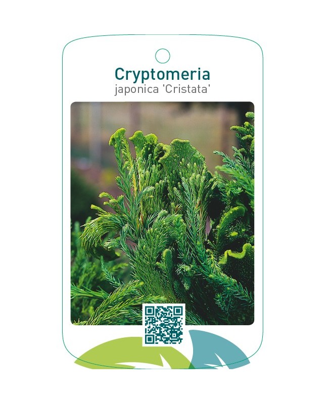 Cryptomeria japonica ‘Cristata’