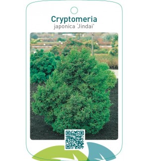 Cryptomeria japonica ‘Jindai’