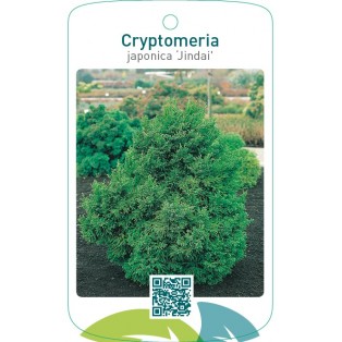 Cryptomeria japonica ‘Jindai’