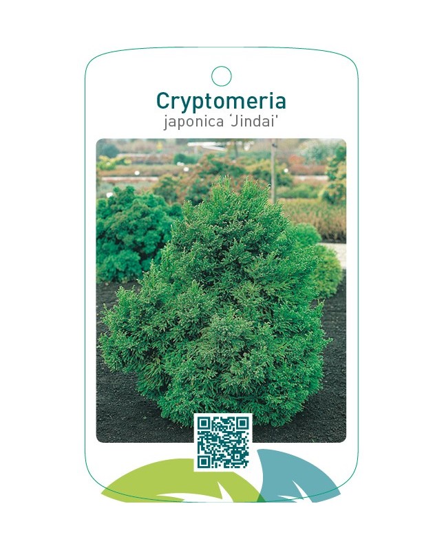 Cryptomeria japonica ‘Jindai’