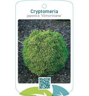 Cryptomeria japonica ‘Vilmoriniana’