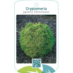 Cryptomeria japonica ‘Vilmoriniana’