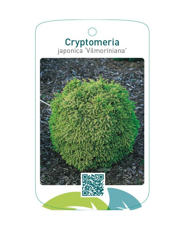 Cryptomeria japonica ‘Vilmoriniana’