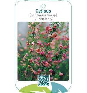 Cytisus [Scoparius Group] ‘Queen Mary’