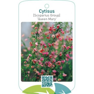 Cytisus [Scoparius Group] ‘Queen Mary’