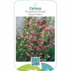 Cytisus [Scoparius Group] ‘Queen Mary’