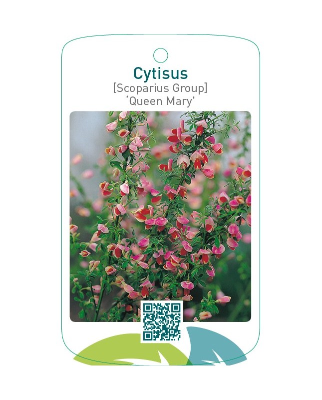 Cytisus [Scoparius Group] ‘Queen Mary’