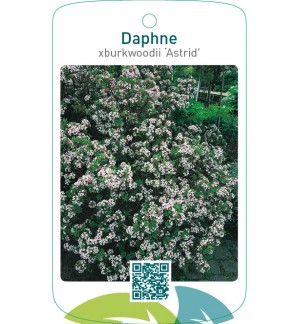Daphne xburkwoodii ‘Astrid’