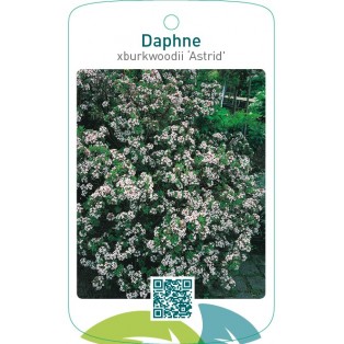 Daphne xburkwoodii ‘Astrid’