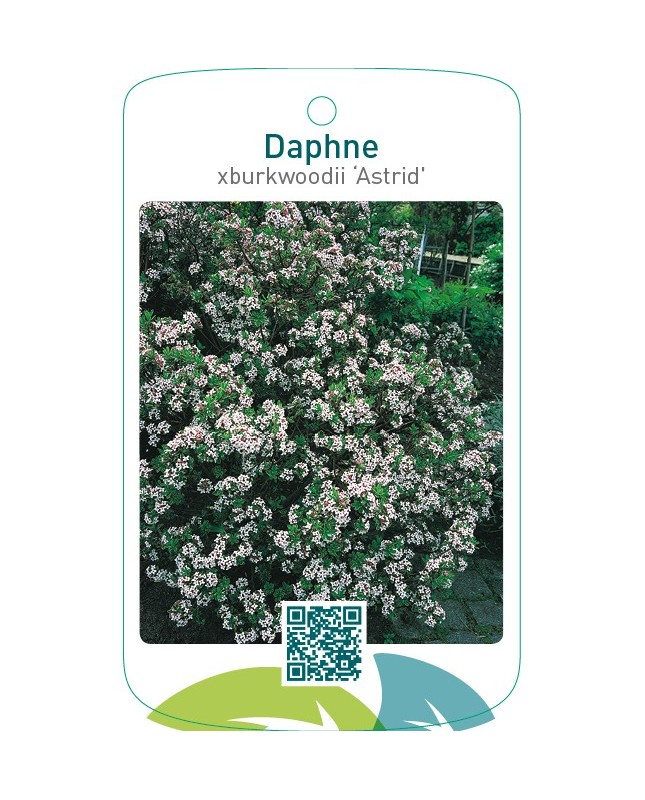 Daphne xburkwoodii ‘Astrid’