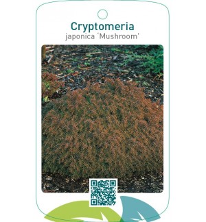 Cryptomeria japonica ‘Mushroom’