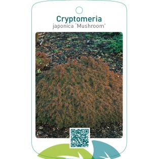 Cryptomeria japonica ‘Mushroom’