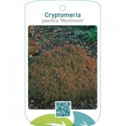 Cryptomeria japonica ‘Mushroom’