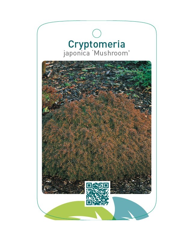 Cryptomeria japonica ‘Mushroom’