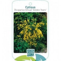 Cytisus [Scoparius Group] ‘Golden Tears’