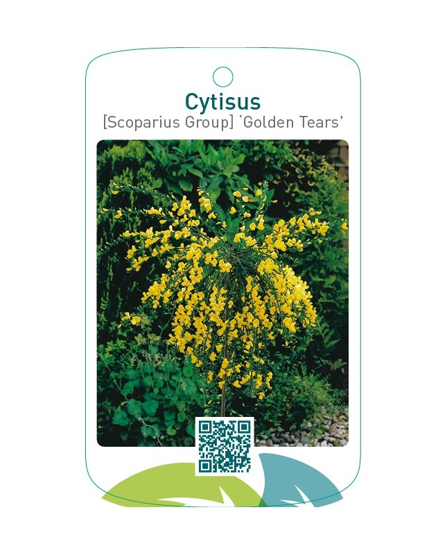 Cytisus [Scoparius Group] ‘Golden Tears’