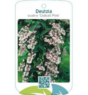 Deutzia scabra ‘Codsall Pink’