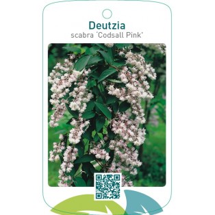 Deutzia scabra ‘Codsall Pink’