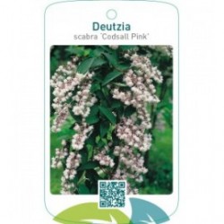 Deutzia scabra ‘Codsall Pink’
