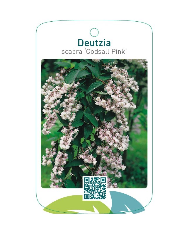 Deutzia scabra ‘Codsall Pink’