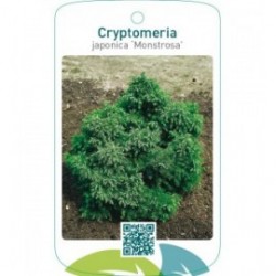 Cryptomeria japonica ‘Monstrosa’