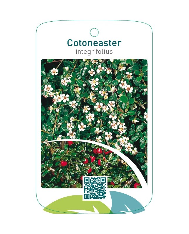 Cotoneaster integrifolius