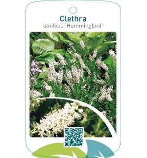 Clethra alnifolia ‘Hummingbird’