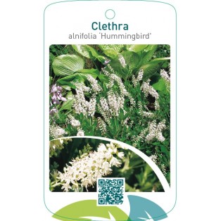 Clethra alnifolia ‘Hummingbird’
