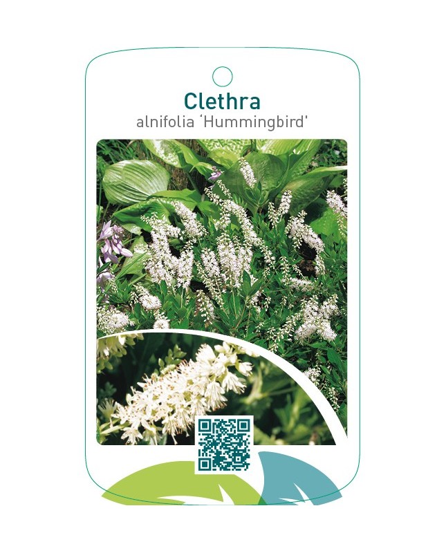 Clethra alnifolia ‘Hummingbird’