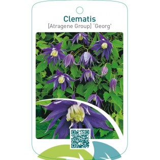 Clematis [Atragene Group] ‘Georg’