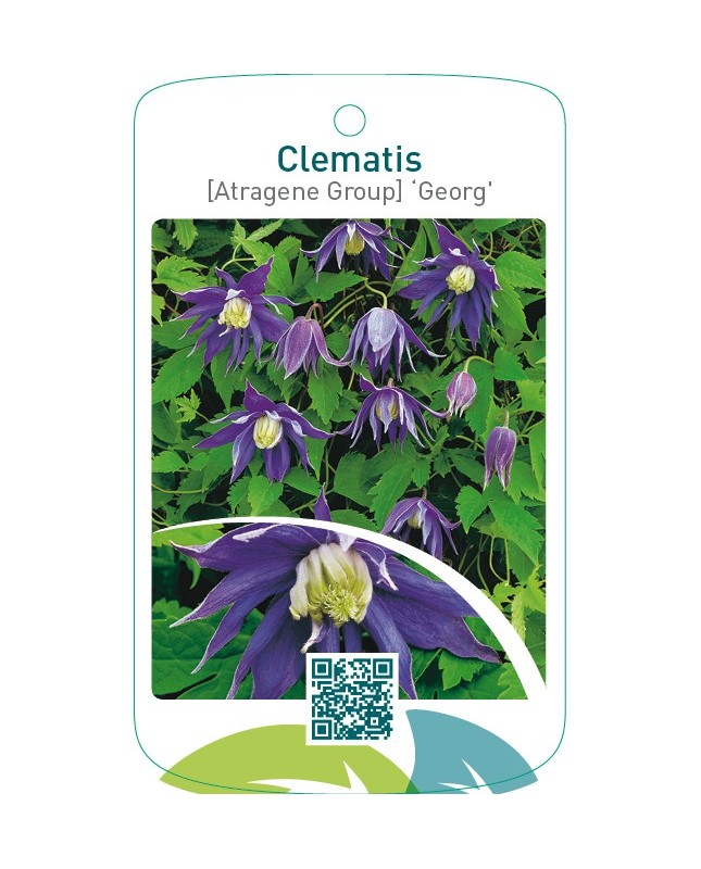 Clematis [Atragene Group] ‘Georg’