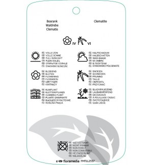 Etichette di Clematis [Atragene Group] ‘Georg’ *