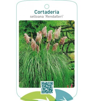 Cortaderia selloana ‘Rendatleri’