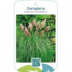 Cortaderia selloana ‘Rendatleri’