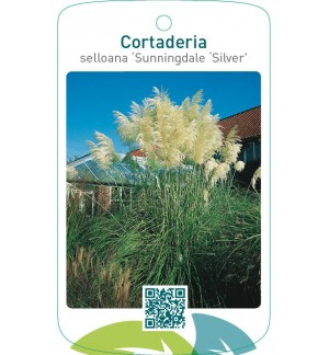 Cortaderia selloana ‘Sunningdale Silver’