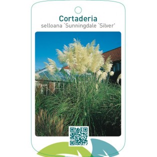 Cortaderia selloana ‘Sunningdale Silver’