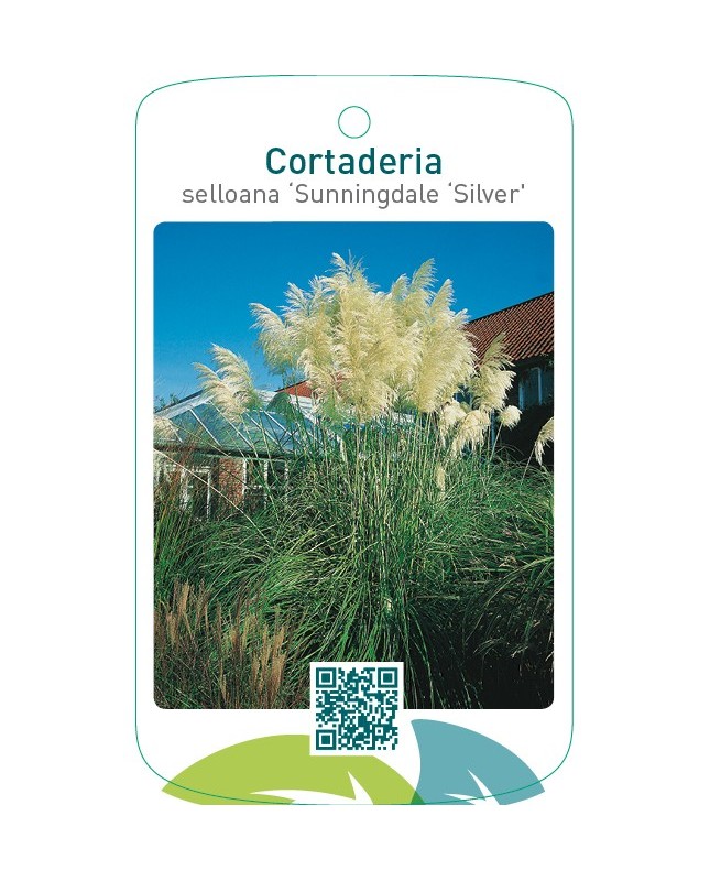 Cortaderia selloana ‘Sunningdale Silver’