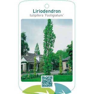 Liriodendron tulipifera ‘Fastigiatum’