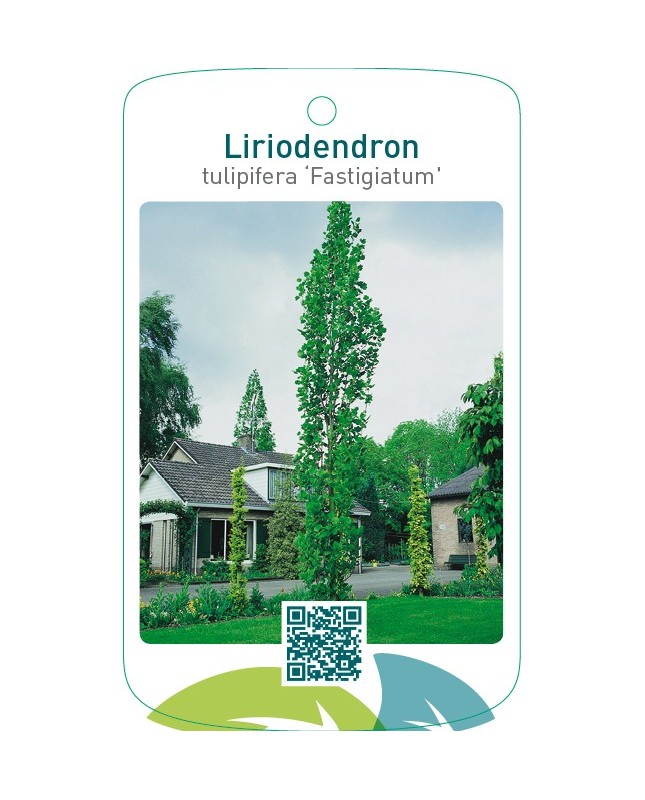 Liriodendron tulipifera ‘Fastigiatum’