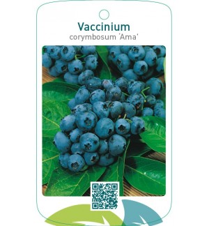Vaccinium corymbosum ‘Ama’