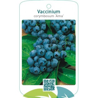 Vaccinium corymbosum ‘Ama’