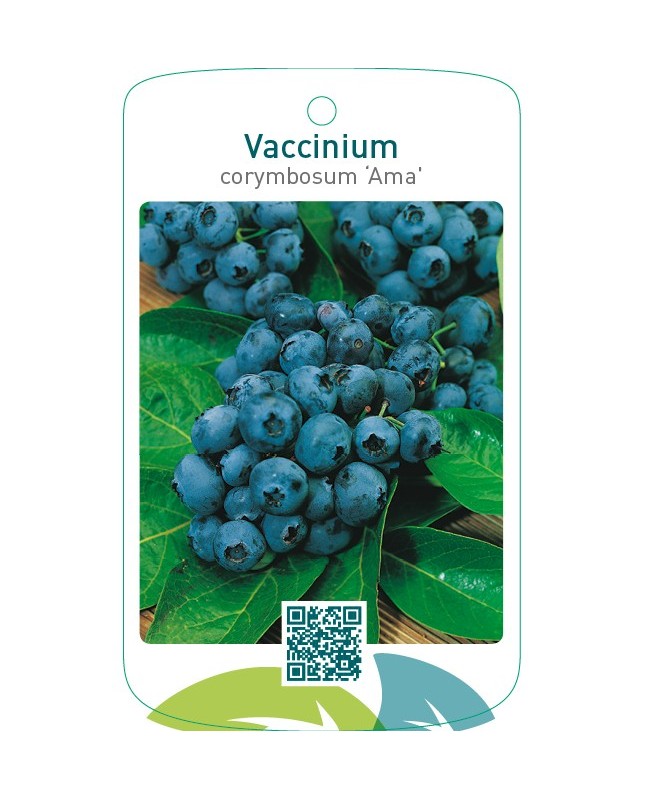 Vaccinium corymbosum ‘Ama’