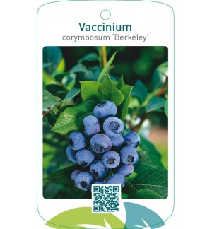 Vaccinium corymbosum ‘Berkeley’
