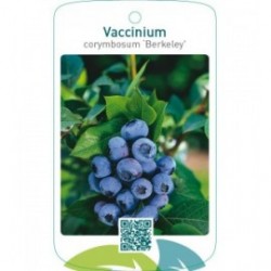 Vaccinium corymbosum ‘Berkeley’