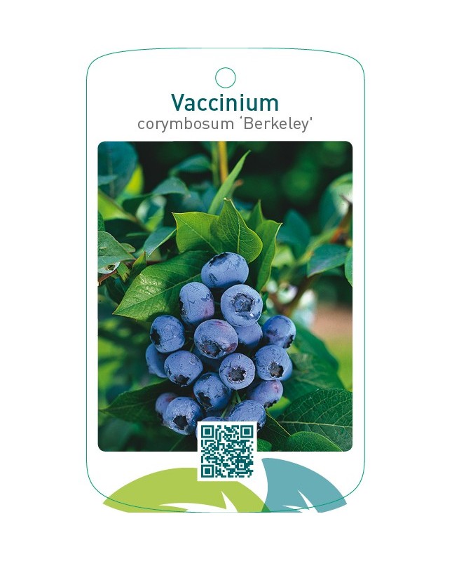 Vaccinium corymbosum ‘Berkeley’